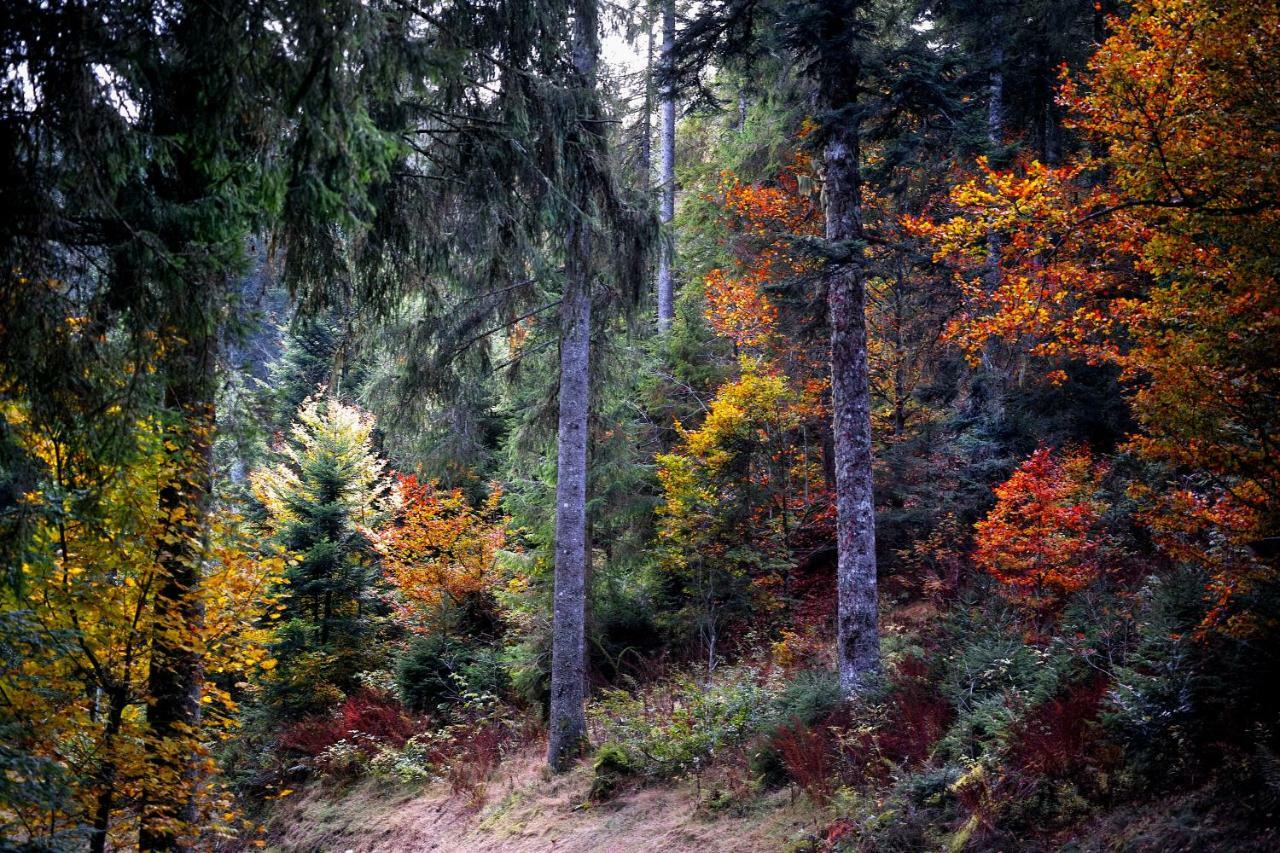 C4 Albmatte-Fewo Sauna, Hallenbad Aussenbecken Massagen Nebenan Menzenschwand-Hinterdorf Esterno foto