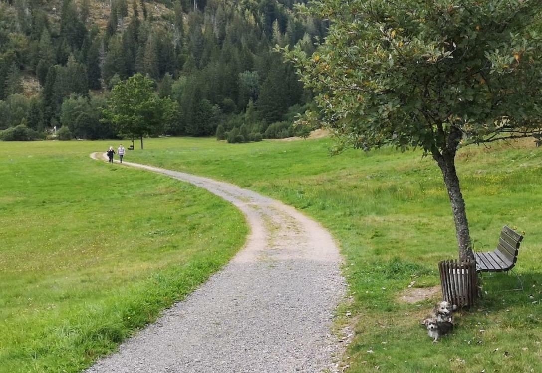 C4 Albmatte-Fewo Sauna, Hallenbad Aussenbecken Massagen Nebenan Menzenschwand-Hinterdorf Esterno foto